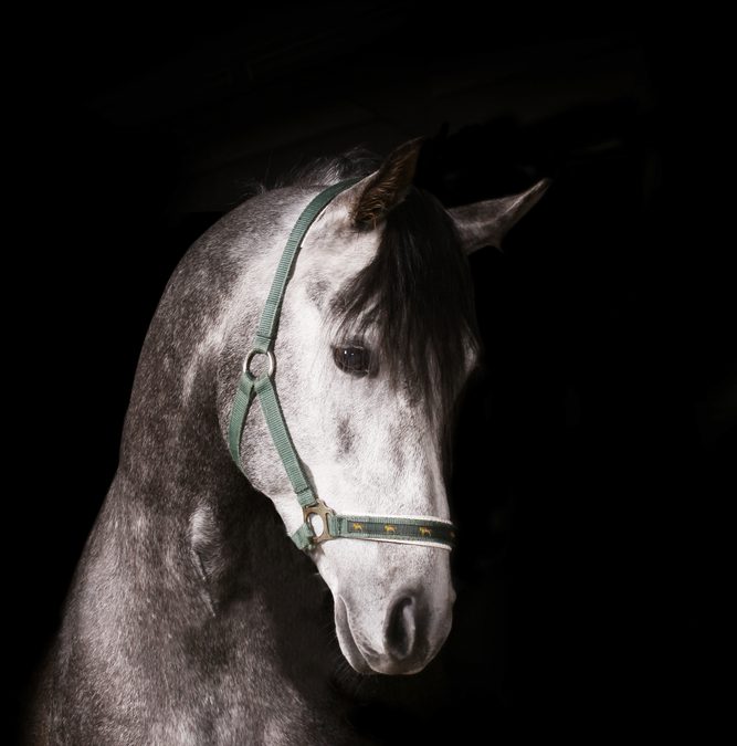 Hest på fôr i høstferien eller i vinter?